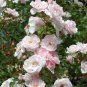 New Dawn White Pink Climbing Rose Plant Flower 100 Seeds