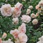 New Dawn White Pink Climbing Rose Plant Flower 100 Seeds