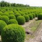 Evergreen Ornamental Boxwood Shrub Green Tree 400 Seeds