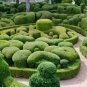 Evergreen Ornamental Boxwood Shrub Green Tree 400 Seeds