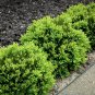 Evergreen Ornamental Boxwood Shrub Green Tree 400 Seeds