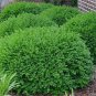 Evergreen Ornamental Boxwood Shrub Green Tree 400 Seeds