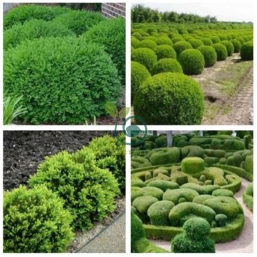 Evergreen Ornamental Boxwood Shrub Green Tree 1000 Seeds