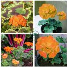 Geranium Golden Dense Ball-shaped Big Blooms Bonsai Flowers 20 Seeds