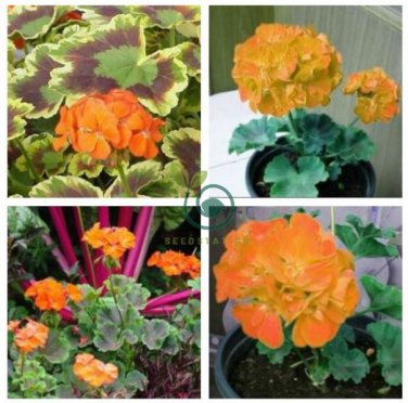 Geranium Golden Dense Ball-shaped Big Blooms Bonsai Flowers 20 Seeds