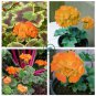 Geranium Golden Dense Ball-shaped Big Blooms Bonsai Flowers 20 Seeds