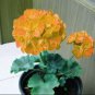 Geranium Golden Dense Ball-shaped Big Blooms Bonsai Flowers 20 Seeds