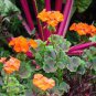 Geranium Golden Dense Ball-shaped Big Blooms Bonsai Flowers 20 Seeds