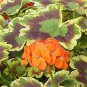Geranium Golden Dense Ball-shaped Big Blooms Bonsai Flowers 20 Seeds