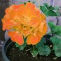 Geranium Golden Dense Ball-shaped Big Blooms Bonsai Flowers 20 Seeds