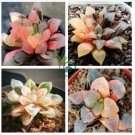 Haworthia Hybrid 10 Seeds