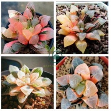 Haworthia Hybrid 10 Seeds