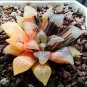 Haworthia Hybrid 10 Seeds