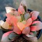 Haworthia Hybrid 10 Seeds