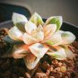 Haworthia Hybrid 10 Seeds