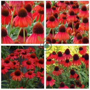 Rare Echinacea 'Firebird' Dark Red Coneflower 200 Seeds