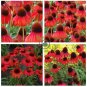 Rare Echinacea 'Firebird' Dark Red Coneflower 200 Seeds