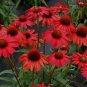 Rare Echinacea 'Firebird' Dark Red Coneflower 200 Seeds