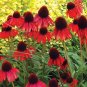 Rare Echinacea 'Firebird' Dark Red Coneflower 200 Seeds