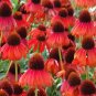 Rare Echinacea 'Firebird' Dark Red Coneflower 200 Seeds