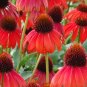 Rare Echinacea 'Firebird' Dark Red Coneflower 200 Seeds