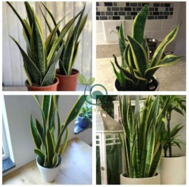 Green Sansevieria 40 Seeds