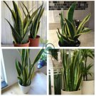Green Sansevieria 200 Seeds