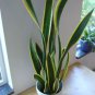 Green Sansevieria 200 Seeds