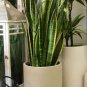 Green Sansevieria 200 Seeds