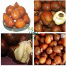 Salak Seed World Snakeskin Fruit  40 Seeds