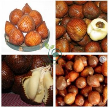 Salak Seed World Snakeskin Fruit  40 Seeds
