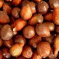 Salak Seed World Snakeskin Fruit  40 Seeds