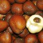 Salak Seed World Snakeskin Fruit  40 Seeds
