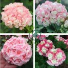 Geranium 'Allure Pink Picotee' Flower 20 Seeds