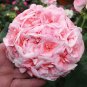 Geranium 'Allure Pink Picotee' Flower 20 Seeds