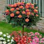 'Huo Yan' Orange Golden Double Rose Tree 100 Seeds