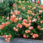 'Huo Yan' Orange Golden Double Rose Tree 100 Seeds