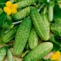 Stinging Gherkin Little Cucumber Hybrid 100 Seeds