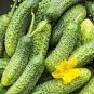 Stinging Gherkin Little Cucumber Hybrid 100 Seeds