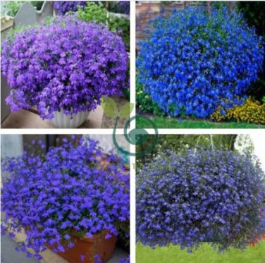 Lobelia Blue Hanging Bonsai Flower 400 Seeds