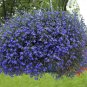 Lobelia Blue Hanging Bonsai Flower 400 Seeds