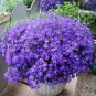 Lobelia Blue Hanging Bonsai Flower 400 Seeds