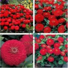 Zinnia 'Dreamland Red' Fully-double Flower 100 Seeds