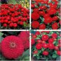 Zinnia 'Dreamland Red' Fully-double Flower 100 Seeds