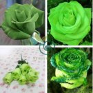 Chinese Green Rose Bush Seedling 100 Seeds