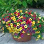 Mix Garden Petunia Shuttlecock Flower Horn Bonsai Flower 400 Seeds
