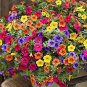 Mix Garden Petunia Shuttlecock Flower Horn Bonsai Flower 400 Seeds