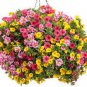 Mix Garden Petunia Shuttlecock Flower Horn Bonsai Flower 400 Seeds