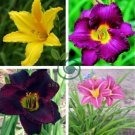 Hybrid Taglilie Blumen Samen Hemerocallis Lily 200 Seeds