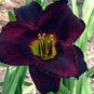 Hybrid Taglilie Blumen Samen Hemerocallis Lily 200 Seeds